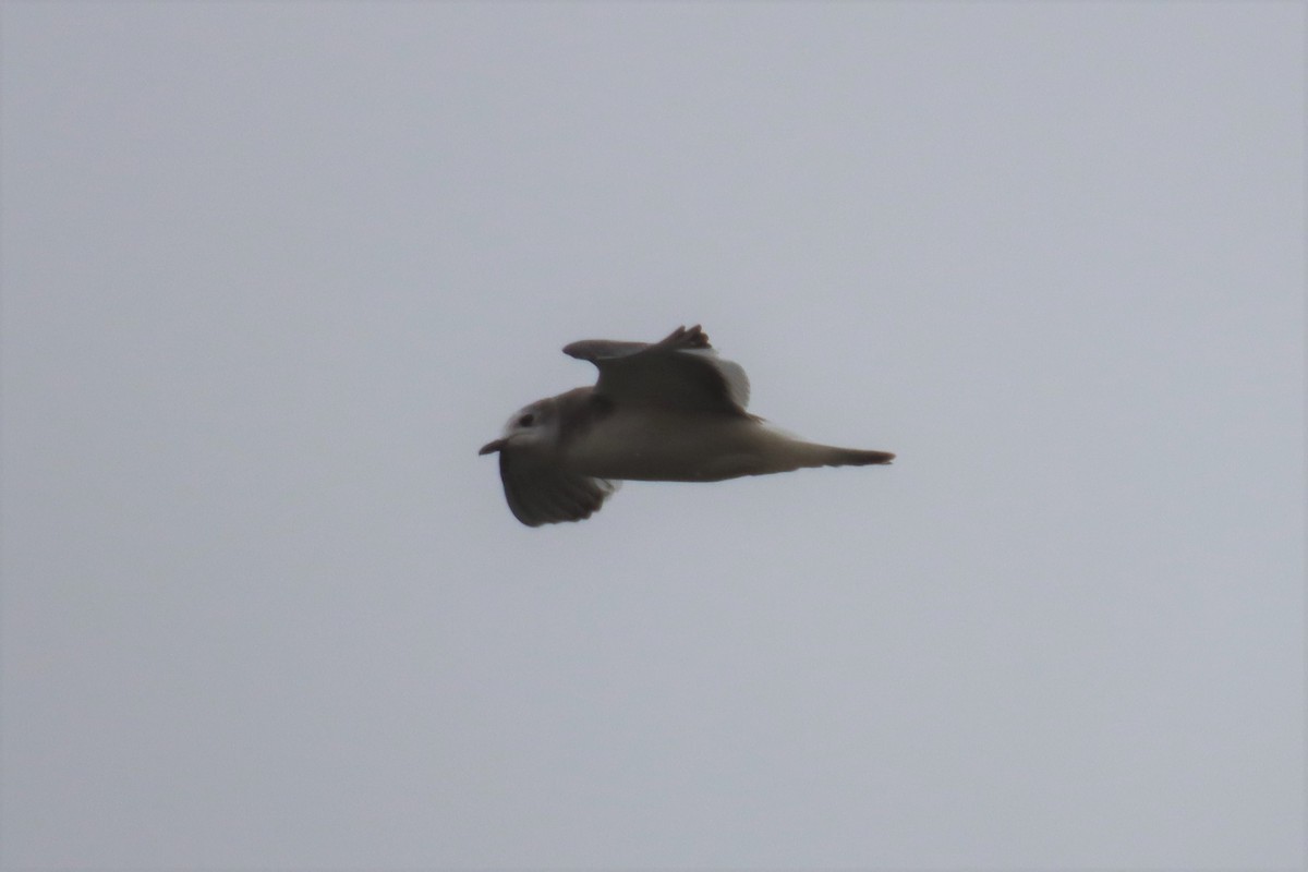 Sabine's Gull - ML486319661