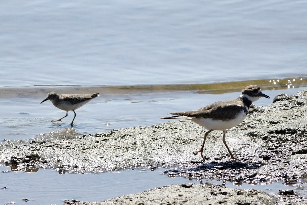Least Sandpiper - ML486320591