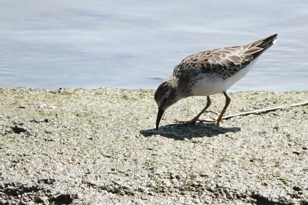 Least Sandpiper - ML486320621