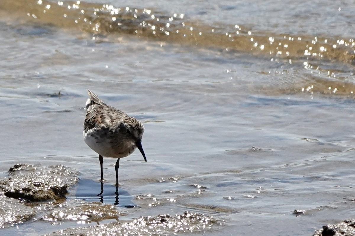 Least Sandpiper - ML486320641