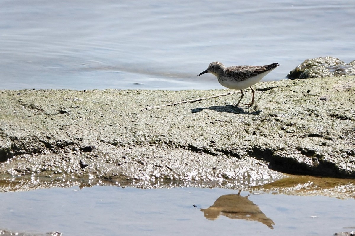 Least Sandpiper - ML486320661
