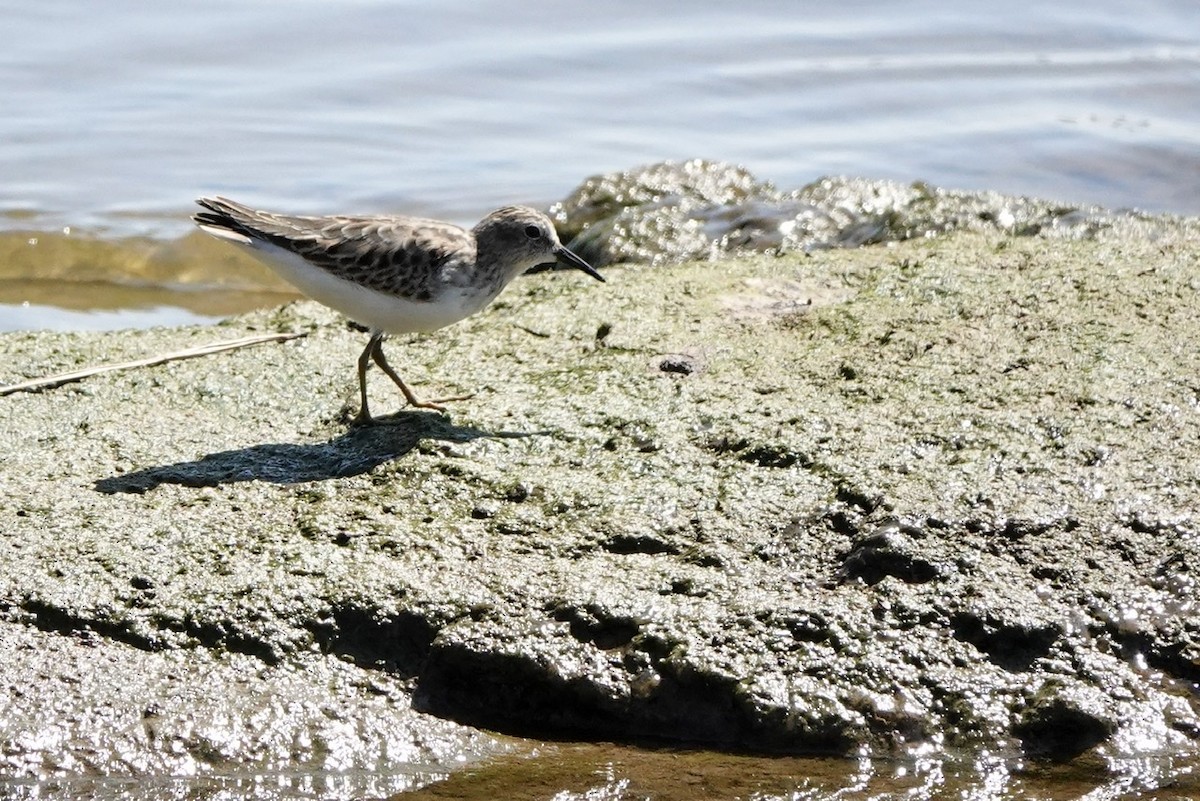 Least Sandpiper - ML486320671