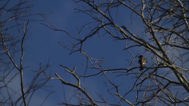 Little Friarbird - ML486321