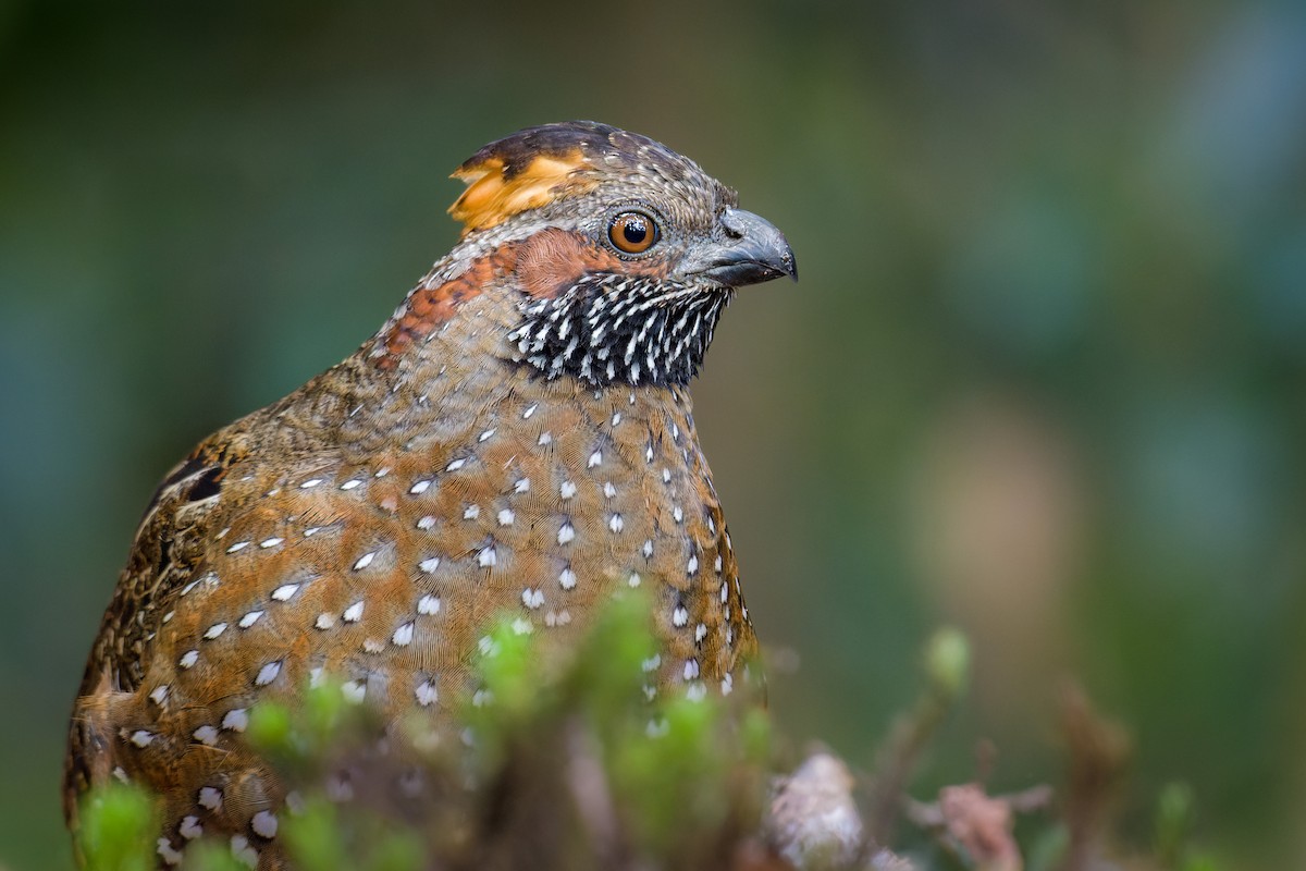 Spotted Wood-Quail - ML486322541