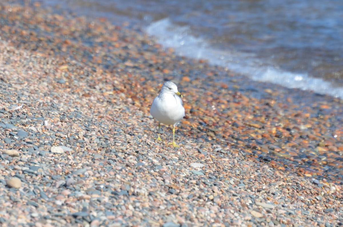 Ring-billed Gull - ML486323071