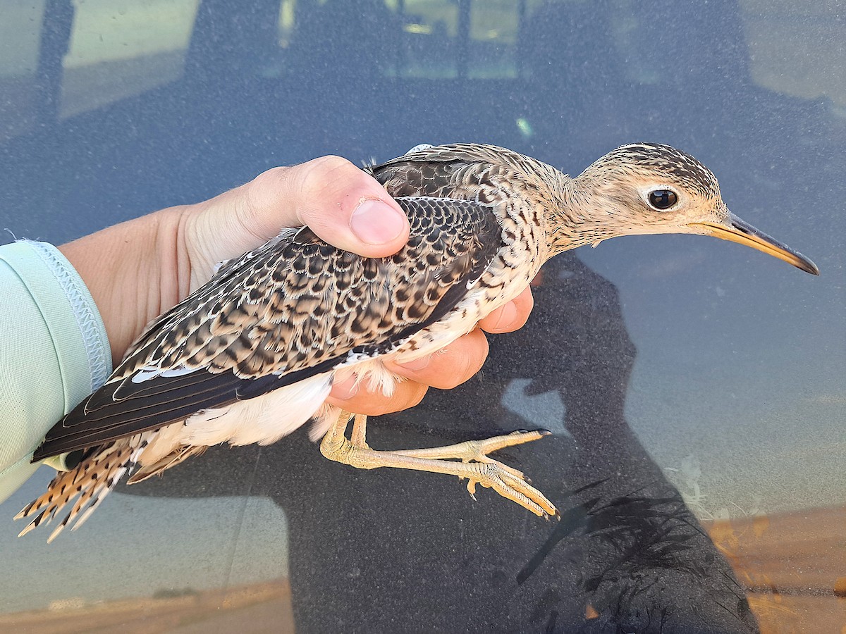 Upland Sandpiper - ML486324831