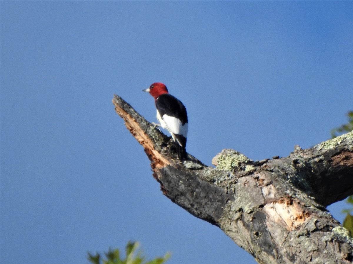 Red-headed Woodpecker - ML486326841