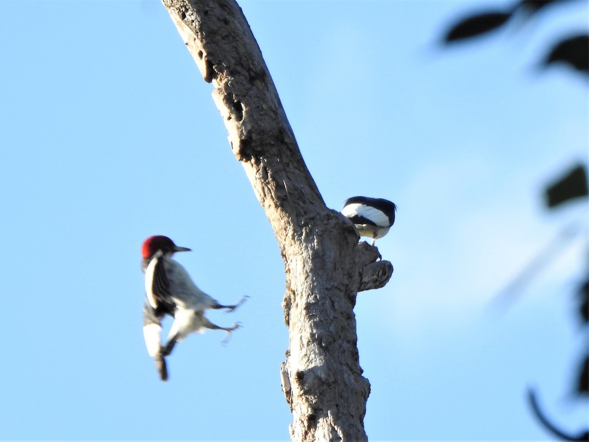 Red-headed Woodpecker - ML486327001