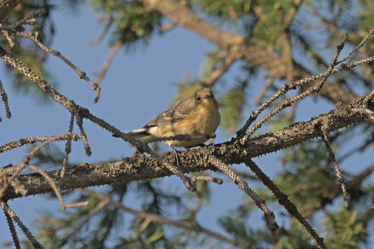 Yellow-rumped Warbler (Audubon's) - ML486327041