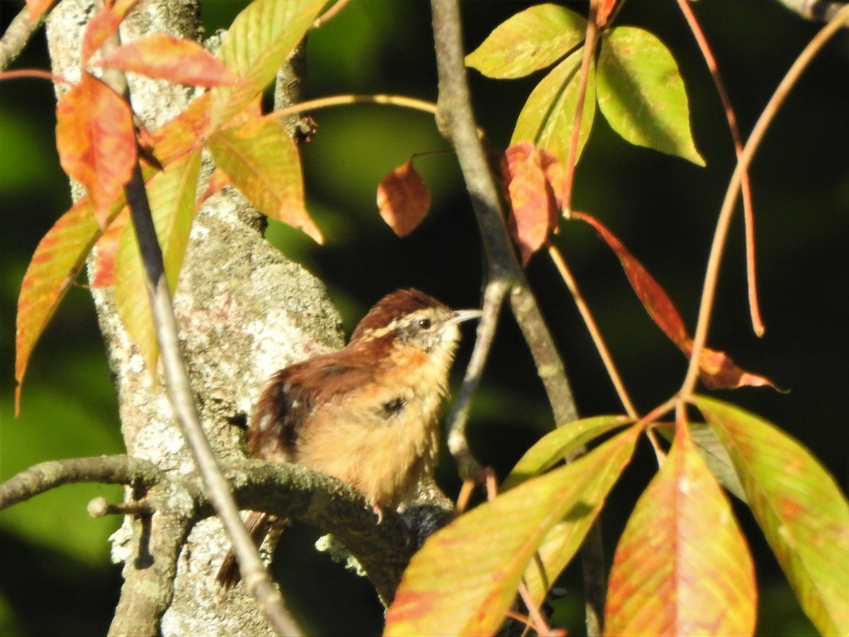 Carolina Wren - ML486327141