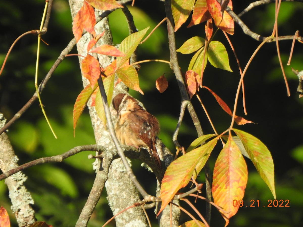 Carolina Wren - ML486327171