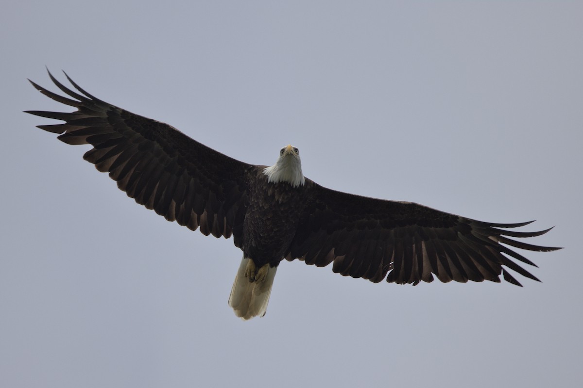 Bald Eagle - ML486327261