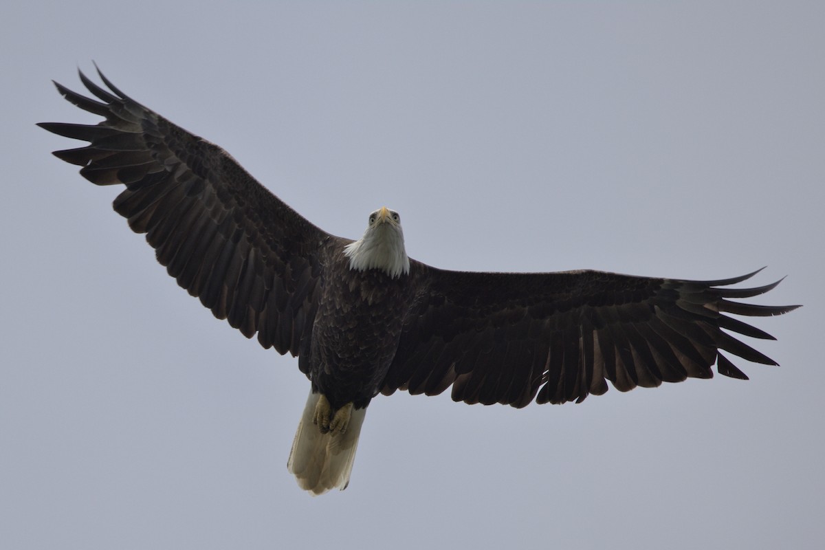 Bald Eagle - ML486327271