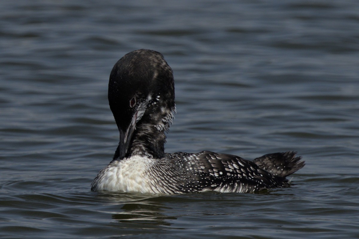 Common Loon - ML486327391