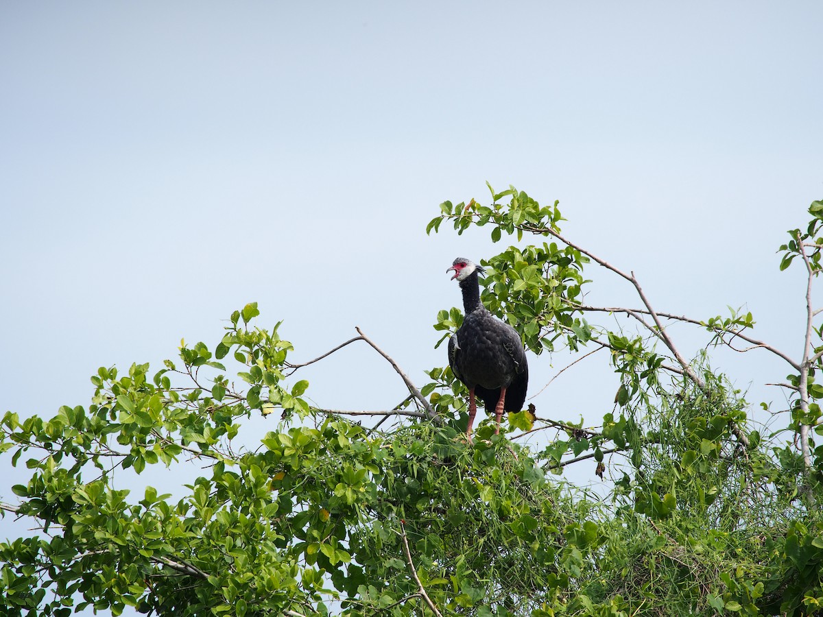 Northern Screamer - Daniel Lebbin