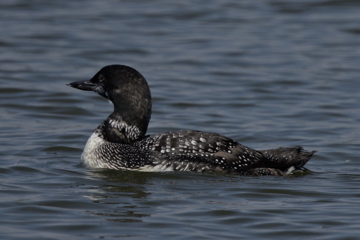 Common Loon - ML486327411