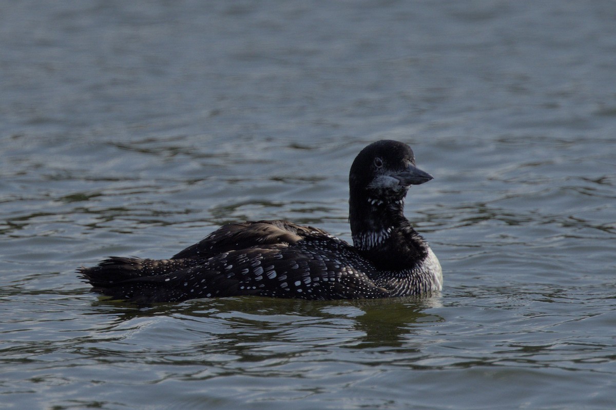 Common Loon - ML486327421