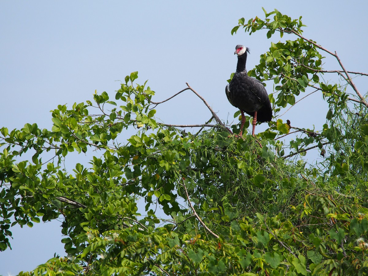 Northern Screamer - Daniel Lebbin