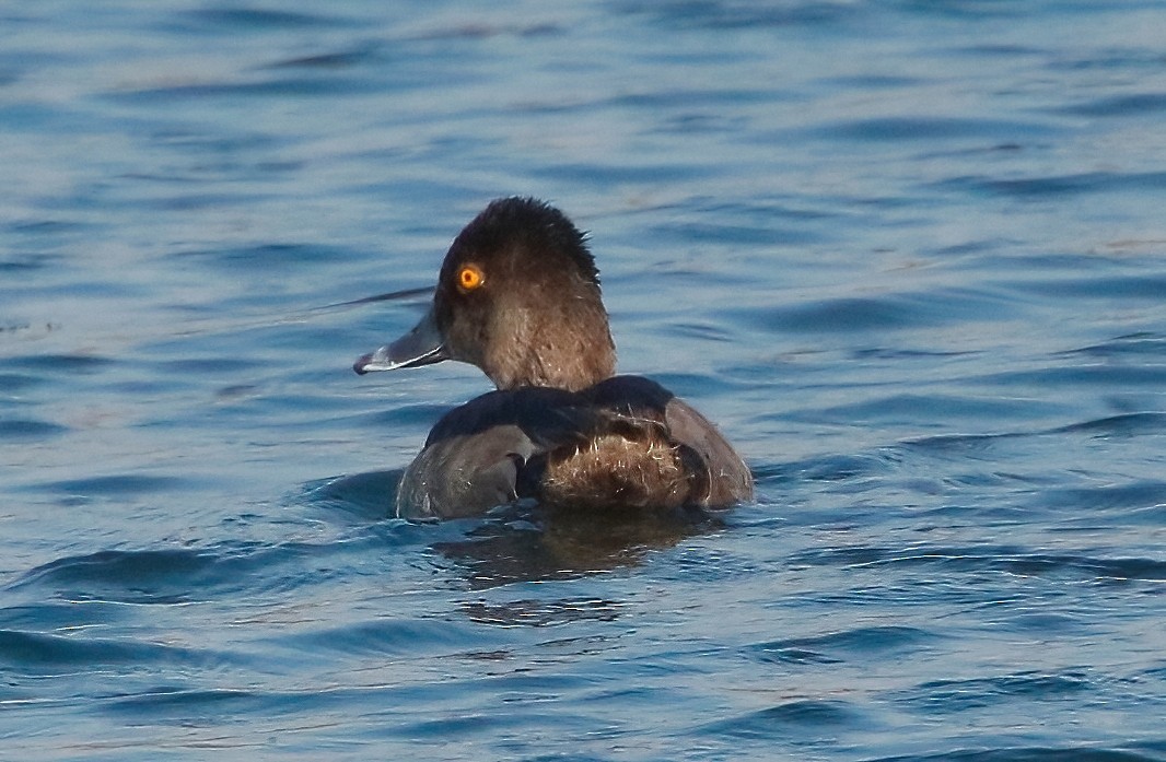 Ring-necked Duck - Mark  Ludwick