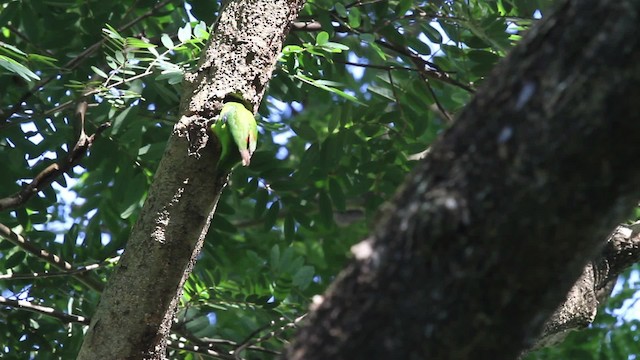 Double-eyed Fig-Parrot (Double-eyed) - ML486328