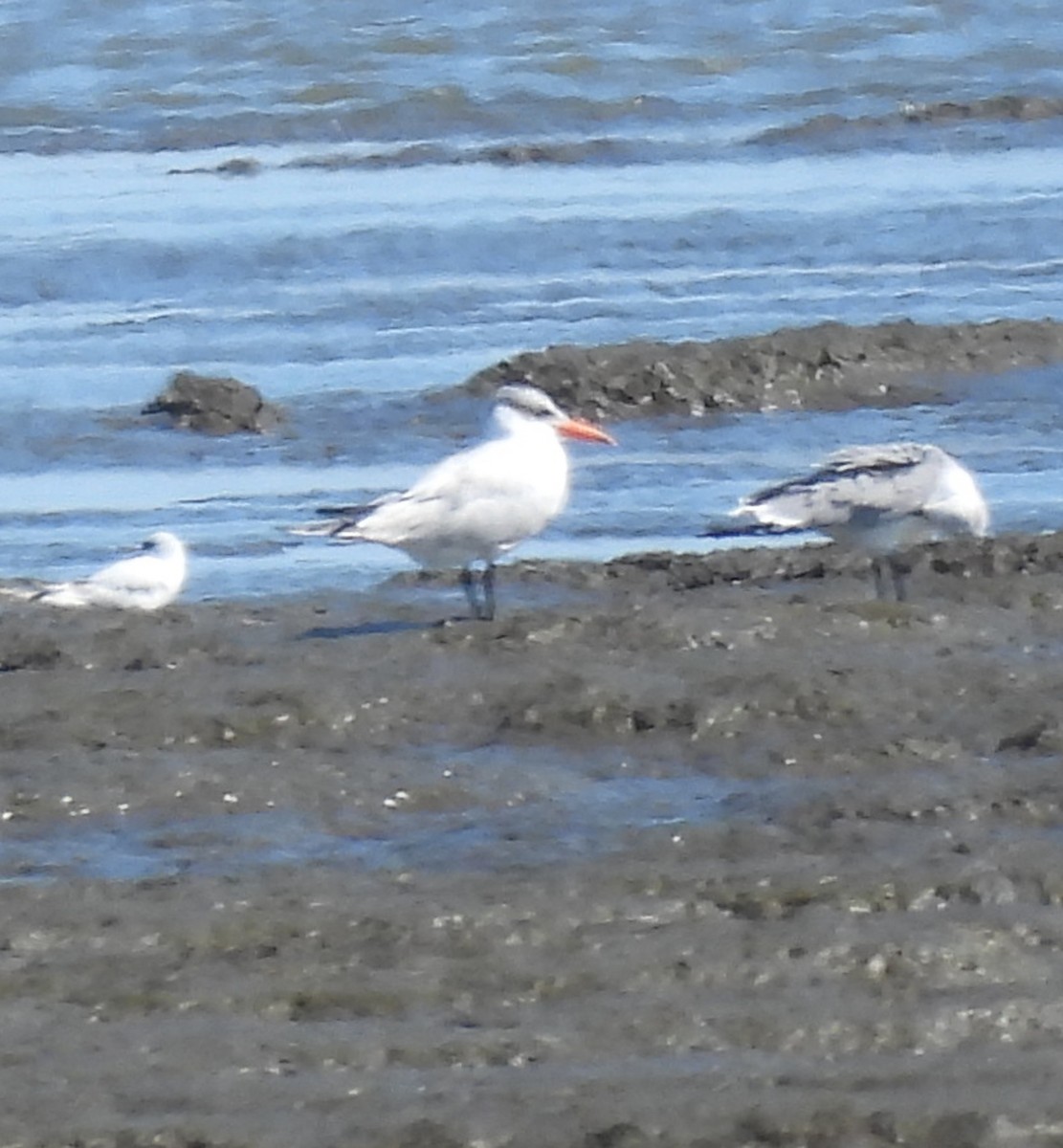 Royal Tern - ML486328521