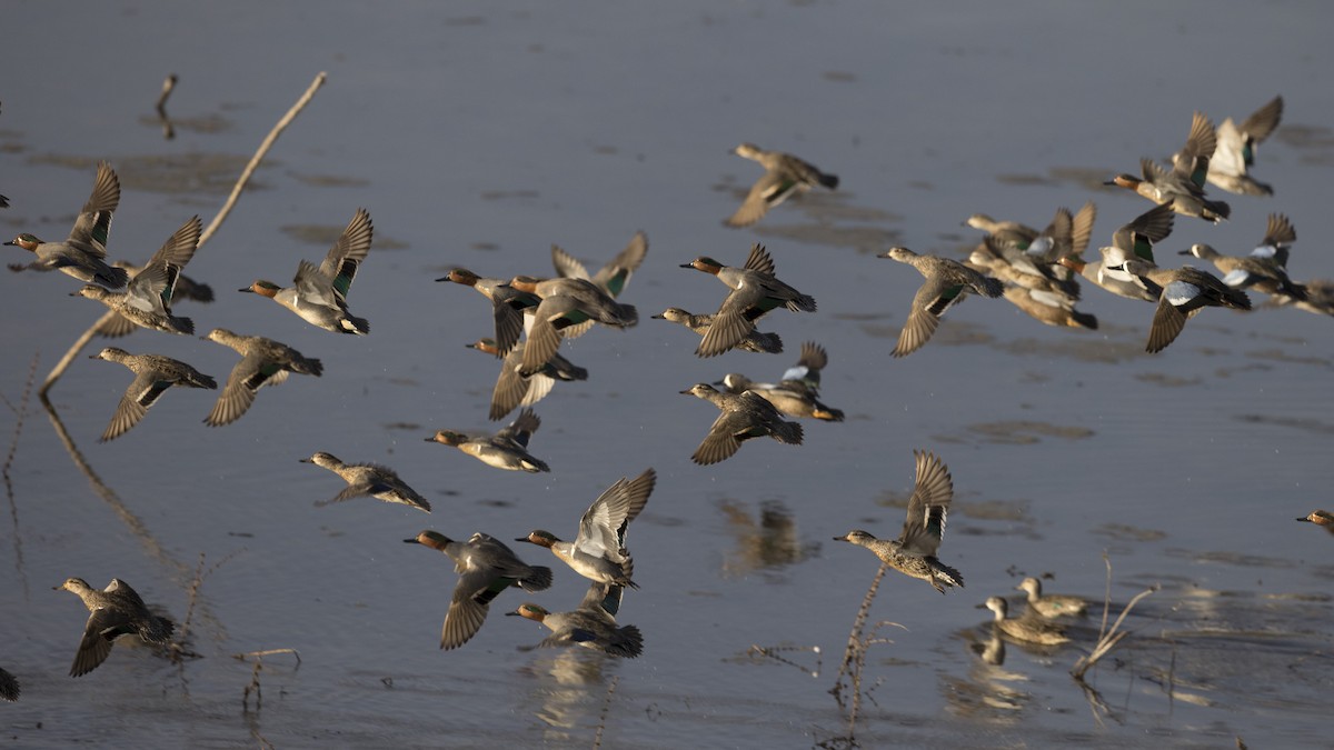 Blue-winged Teal - ML486329591