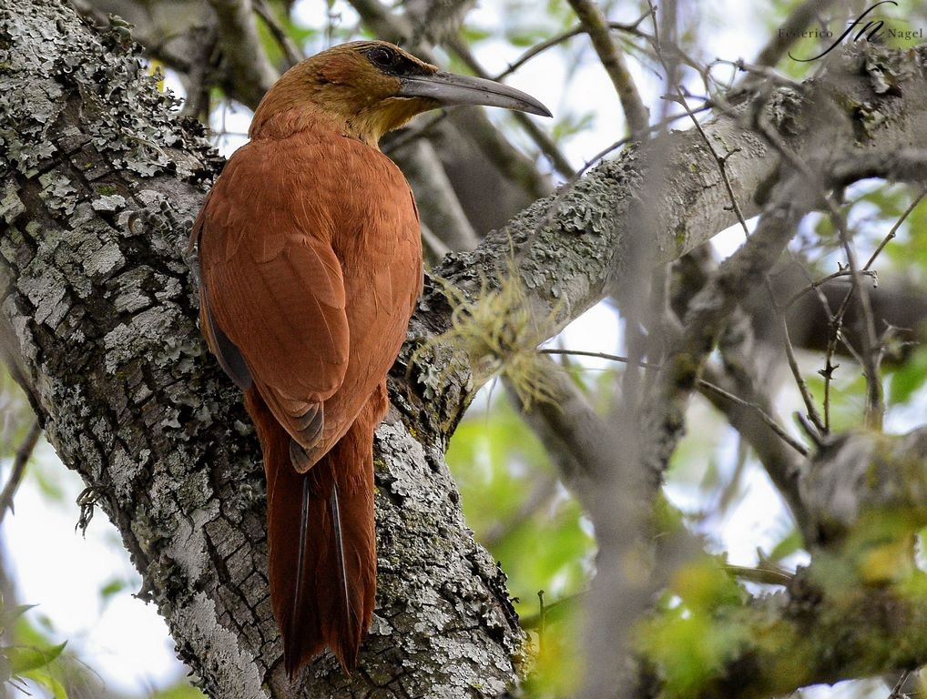 Great Rufous Woodcreeper - ML486329841