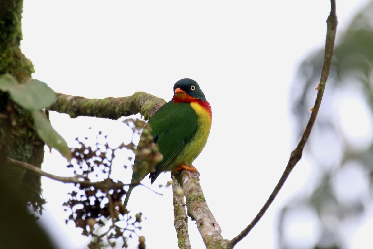 Scarlet-breasted Fruiteater - ML486329951