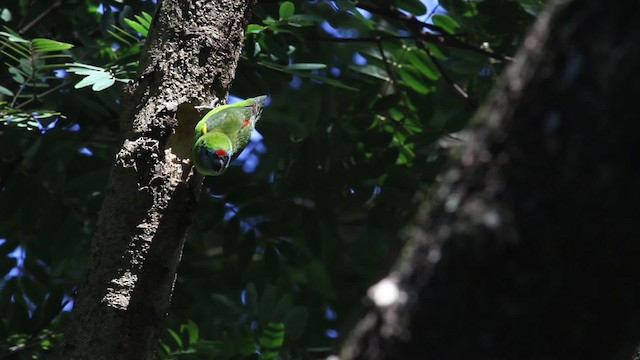 Double-eyed Fig-Parrot (Double-eyed) - ML486330