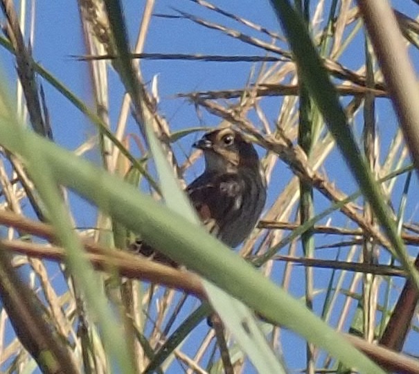 Saltmarsh Sparrow - ML486330111