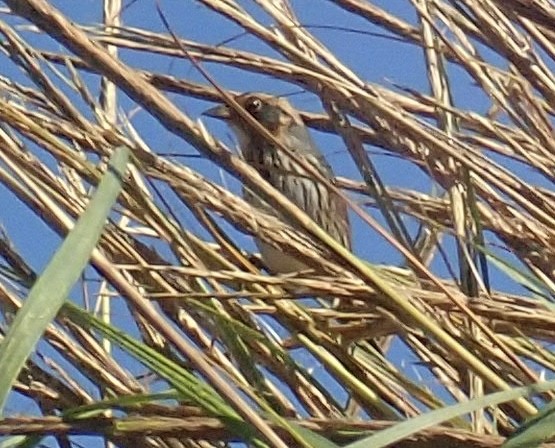 Saltmarsh Sparrow - ML486330121