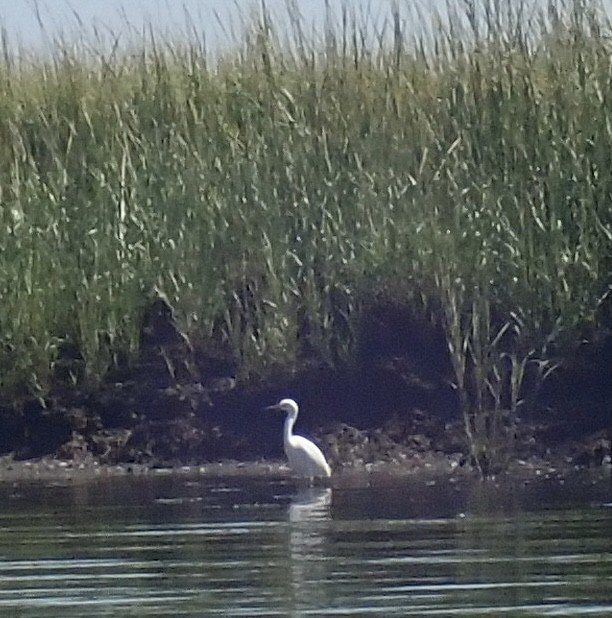 Little Blue Heron - Louis DeMarco