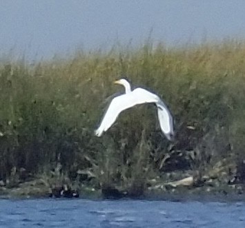 Great Egret - ML486330291