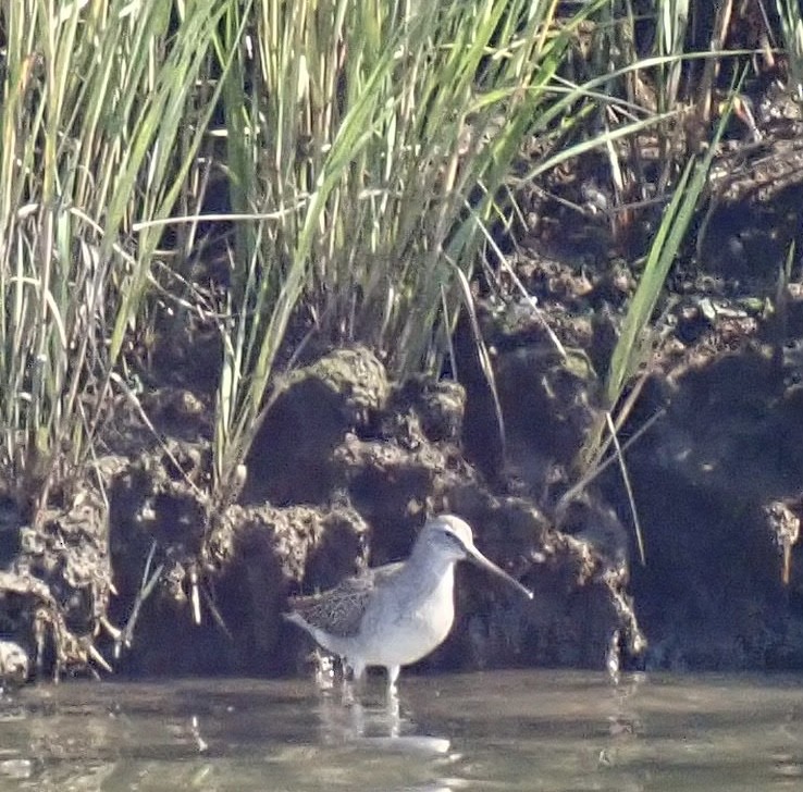 Short-billed Dowitcher - ML486330571