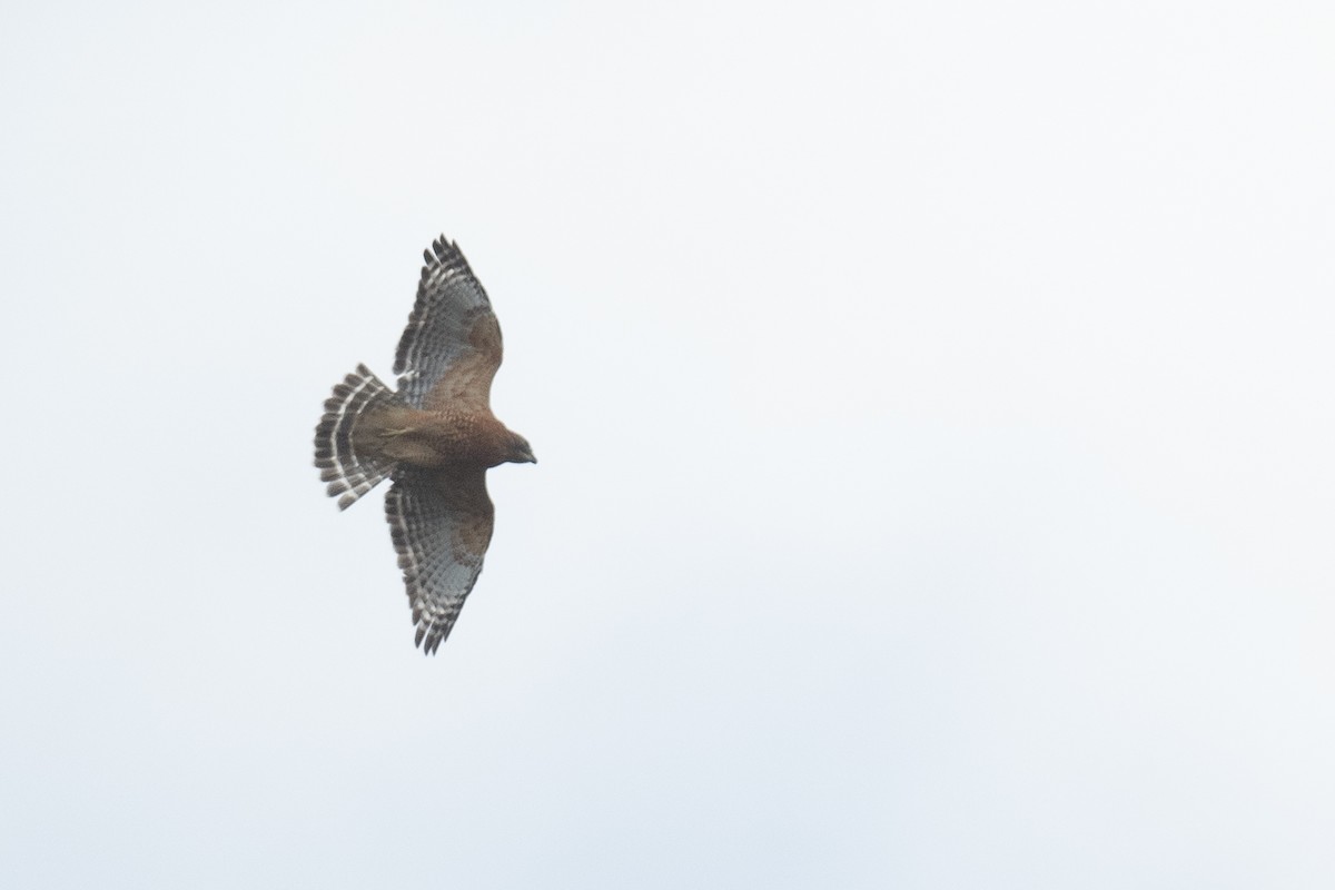 Red-shouldered Hawk - ML486330811