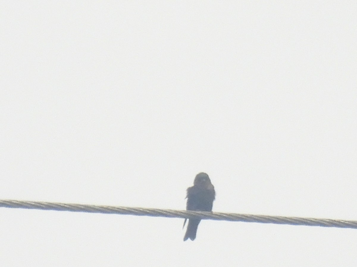 Forest Swallow - ML486331061