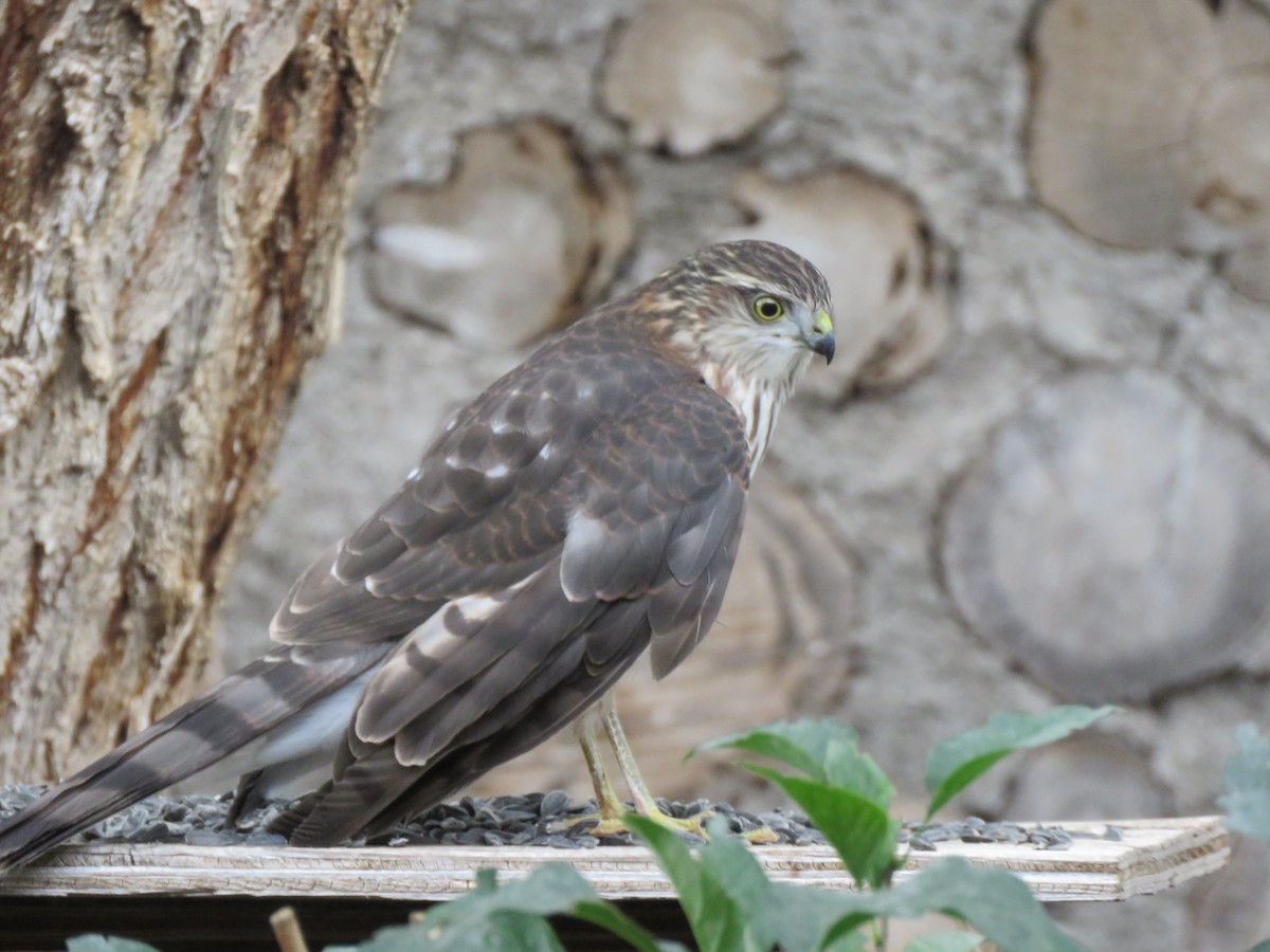 Sharp-shinned Hawk - ML486331281