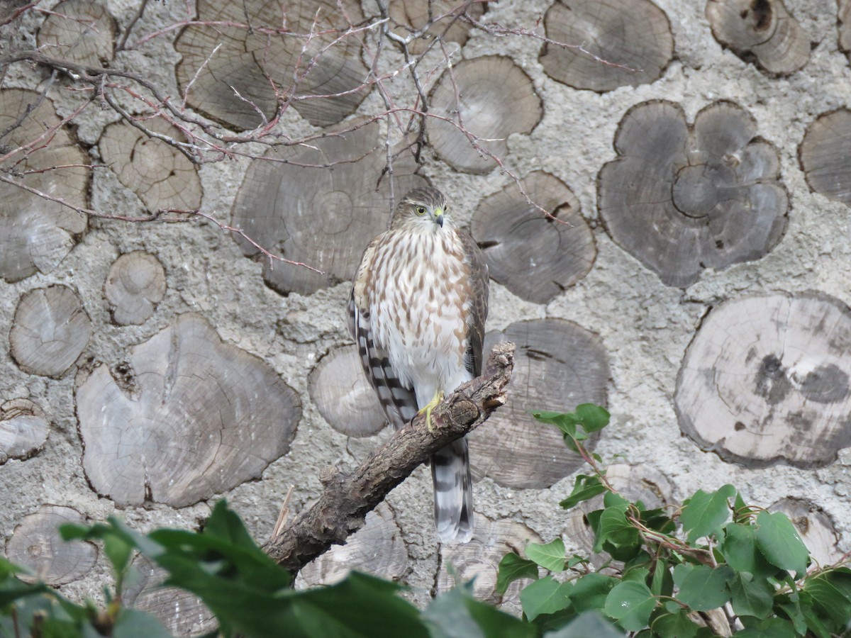 Sharp-shinned Hawk - ML486331301