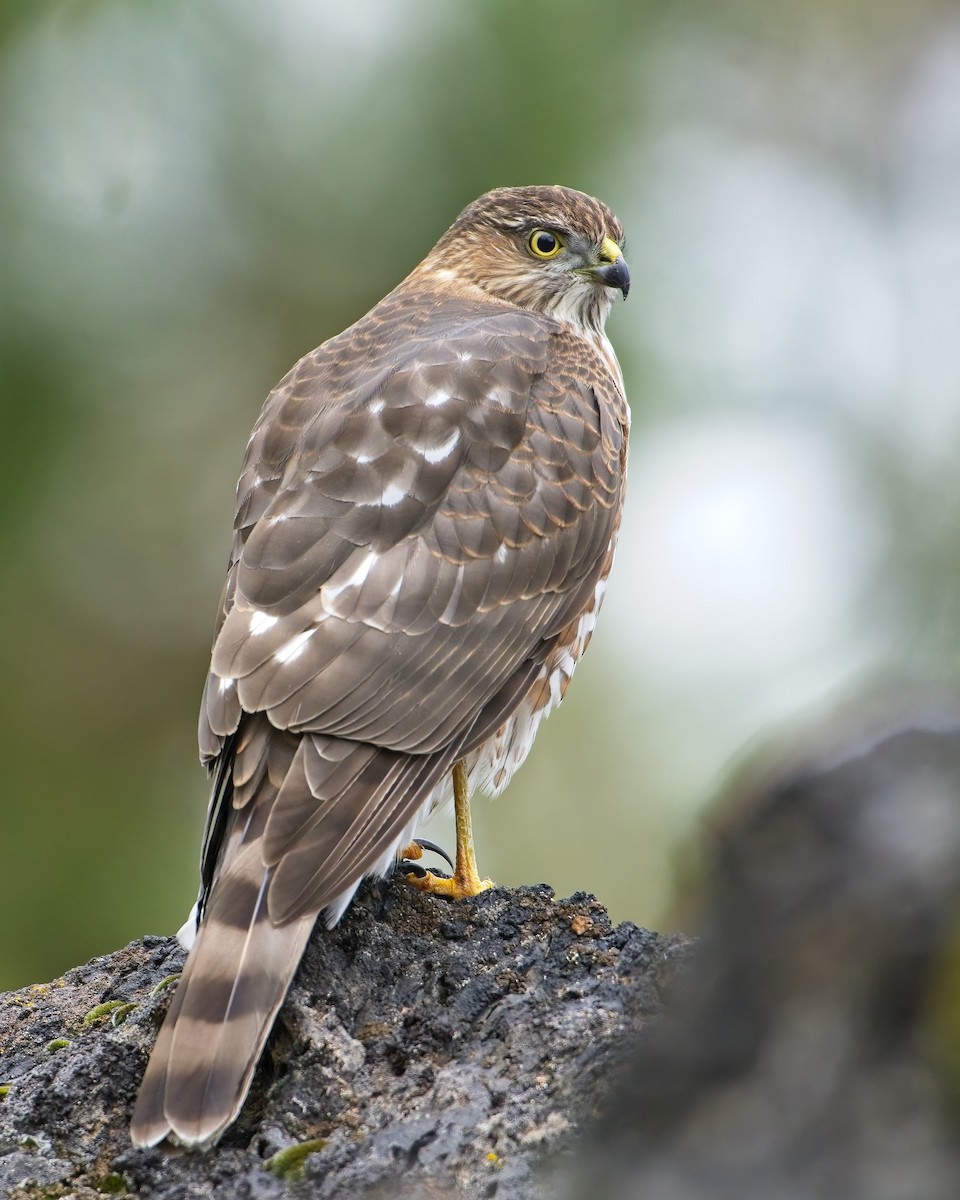 Sharp-shinned Hawk - ML486331451