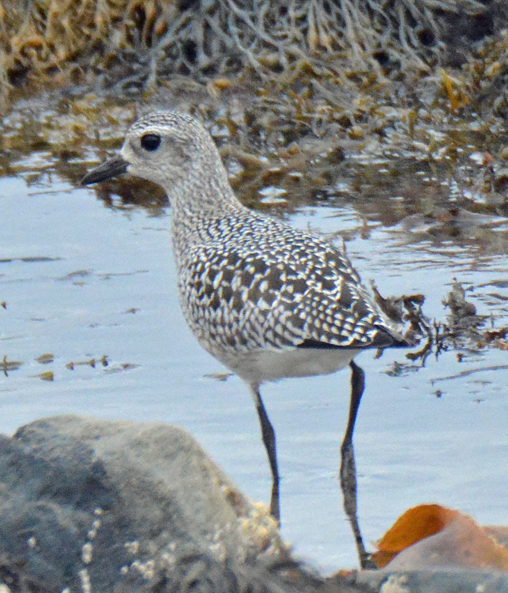 Black-bellied Plover - Michael J Good