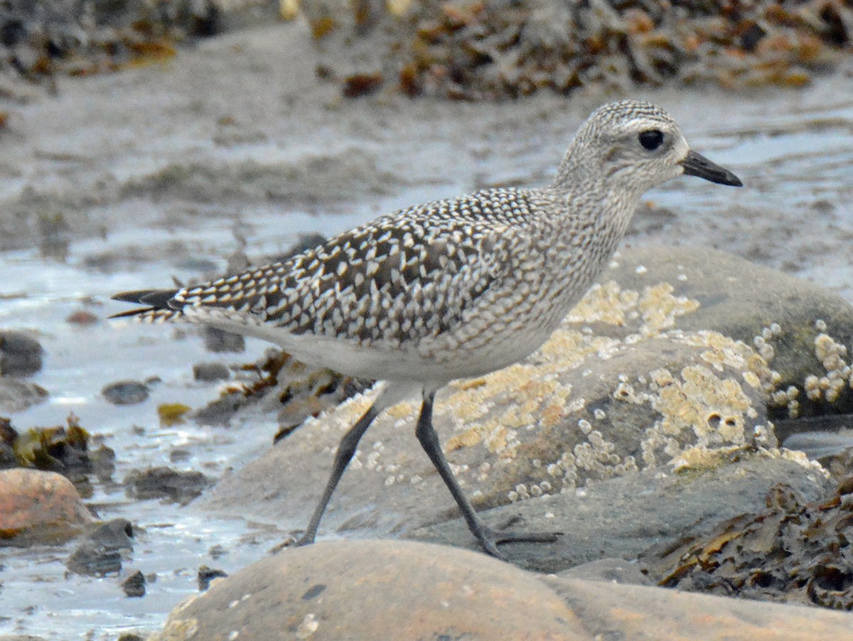 Black-bellied Plover - Michael J Good