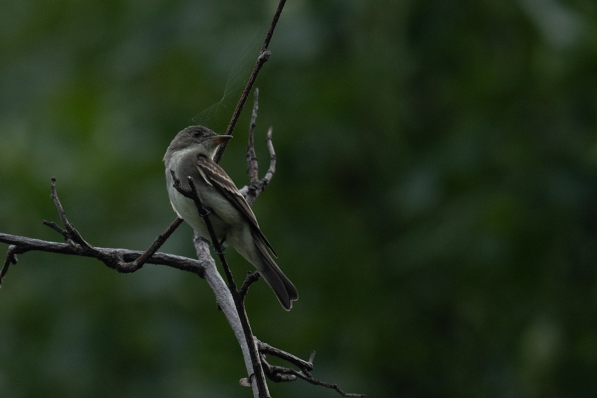 Eastern Wood-Pewee - ML486331681