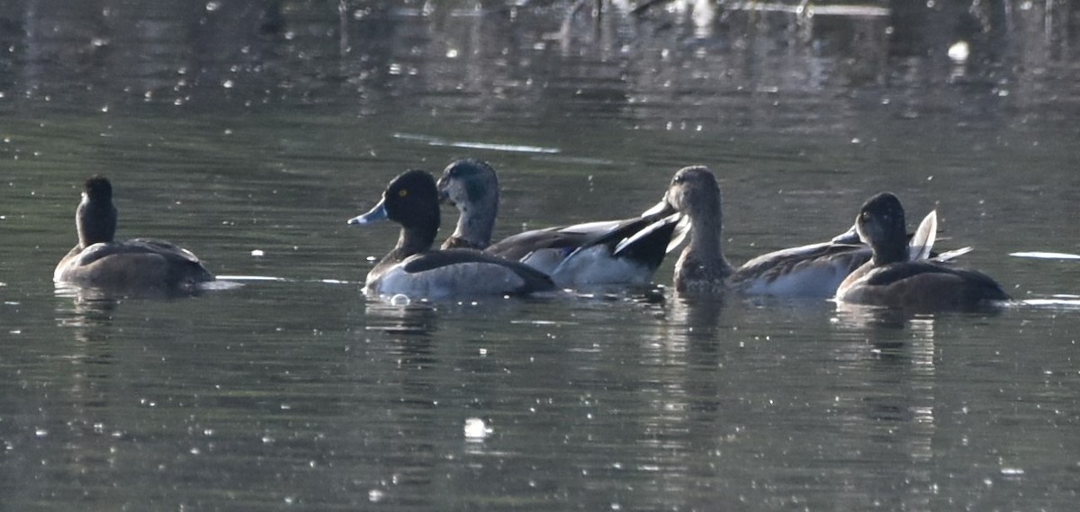 Ring-necked Duck - ML486331721