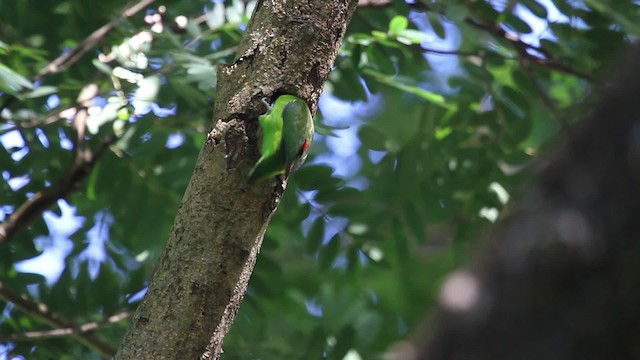 Double-eyed Fig-Parrot (Double-eyed) - ML486332