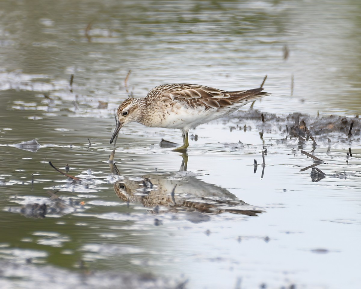 Sharp-tailed Sandpiper - ML486332011