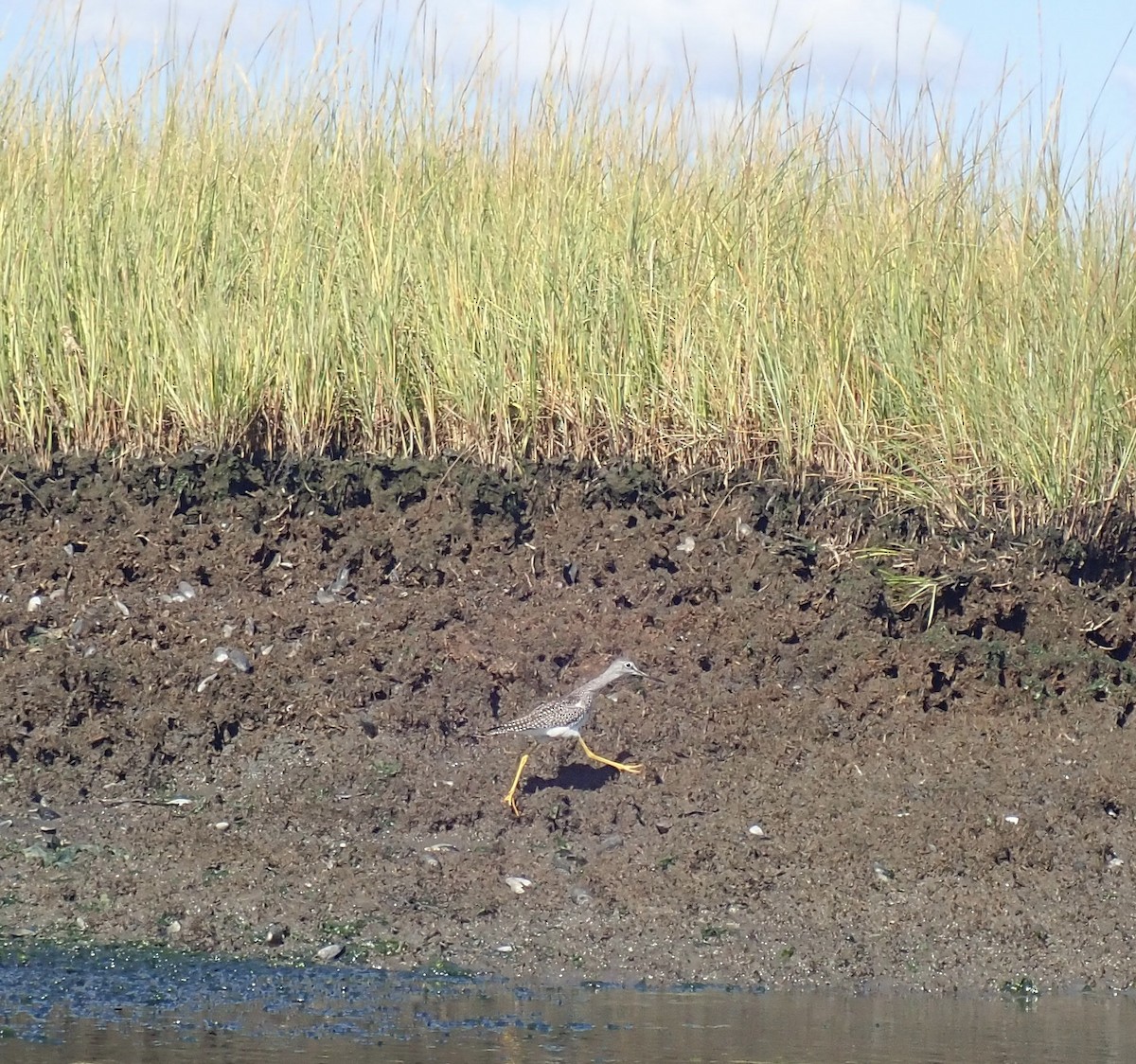 Greater Yellowlegs - ML486332231