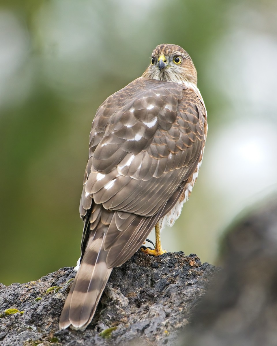 Sharp-shinned Hawk - ML486332681