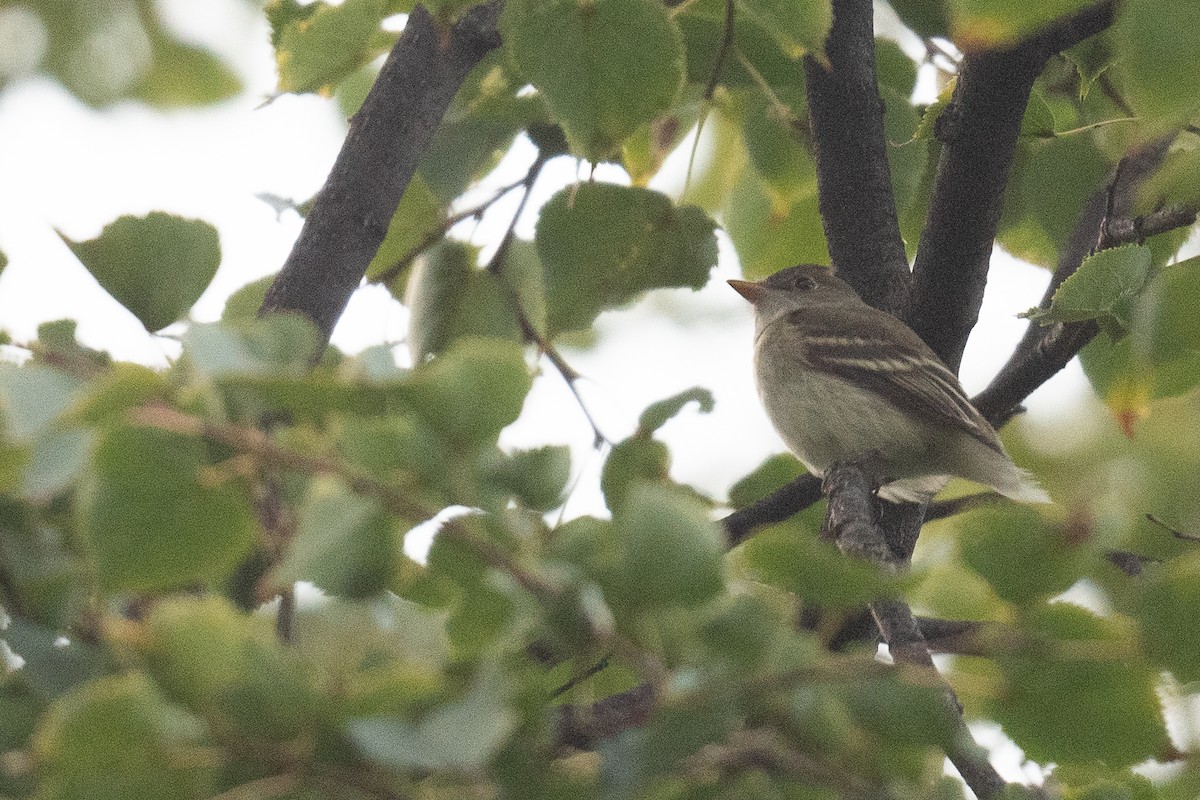 חטפית Empidonax בלתי-מזוהה - ML486333241