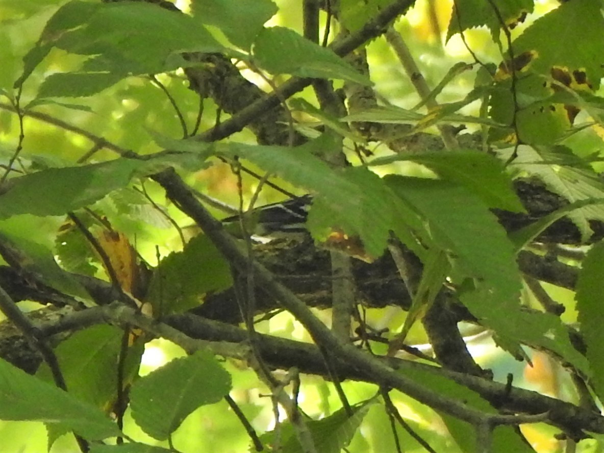 Black-and-white Warbler - Karen Meyer