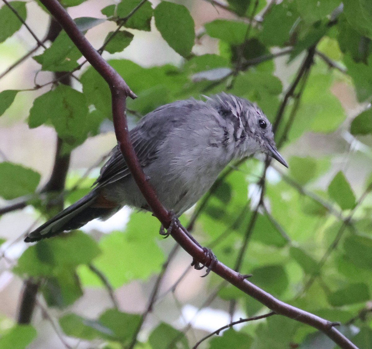 Gray Catbird - ML486333501